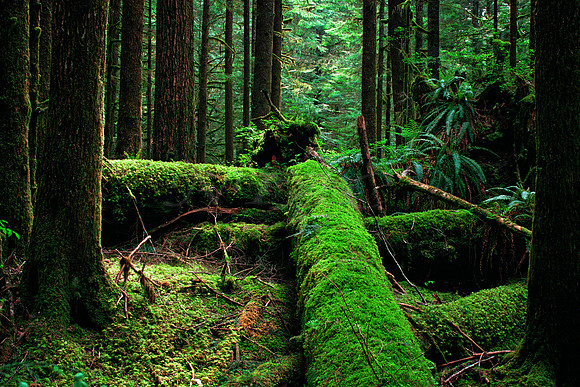Old Growth Forest Mod2