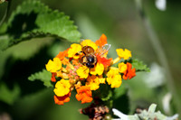 Honey Bee 9780ModXX
