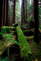 MOSSY FOREST SCENE