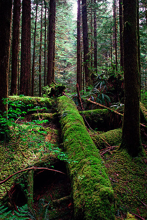 MOSSY FOREST SCENE