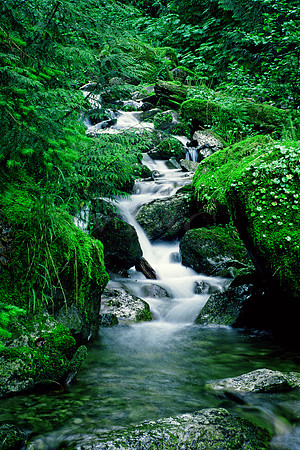 MOUNTAIN STREAM