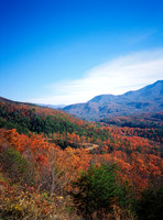 NATURES PAINTBRUSH