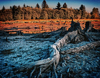 Roots of The Past 1