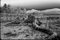 Roots of The Past 2 BW