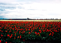 Tulip Fields Mt. Vernon, Wa