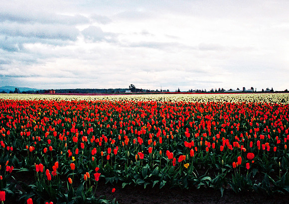 Tulip Fields Mt. Vernon, Wa