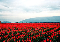 Tulip Fields Mt. Vernon, Wa