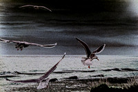 Flight Pattern IIR