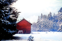 Early Snowfall In Tacoma