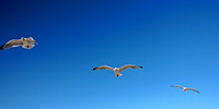 Flight Pattern VII Panoramic