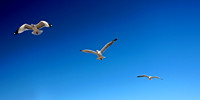Flight Pattern VIII Panoramic