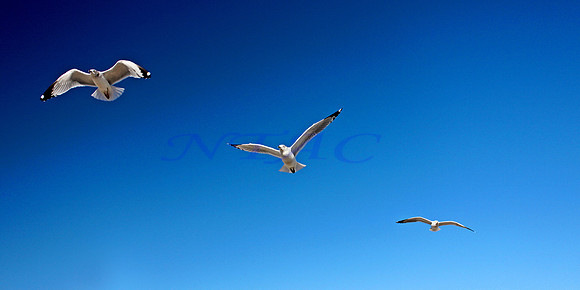 Flight Pattern VIII Panoramic