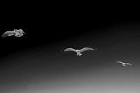 Flight Pattern VII BW