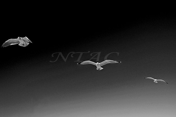 Flight Pattern VII BW