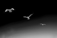 Flight Pattern VIII BW