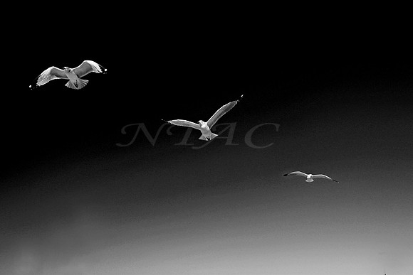 Flight Pattern VIII BW