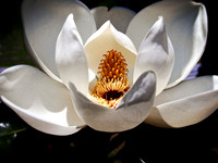 Magnolia Bloom 2