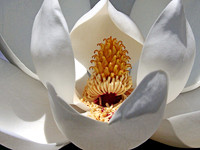 Magnolia Bloom 3