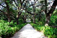 The Canopy 3