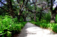 The Canopy 4