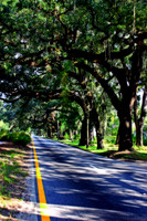 Street Of Dreams