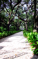 The Canopy 2