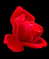 Red Rose 2