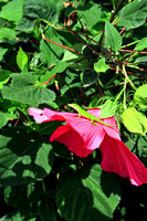 Gecko and Hibiscus 8304M
