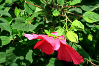 Gecko and Hibiscus 8307M