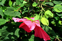 Gecko And Hibiscus 8305M