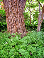 Slippery Elm and Ferns
