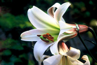 Lily 2971500-005 Mod