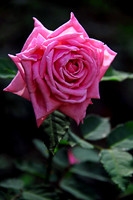 Pink Rose_8820MX