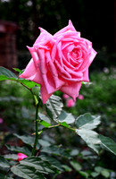 Pink Rose_1946M