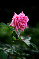 Rose Study_8815MX