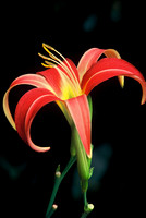 Day Lily 2907400-003Mod