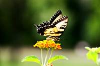 The Monarch